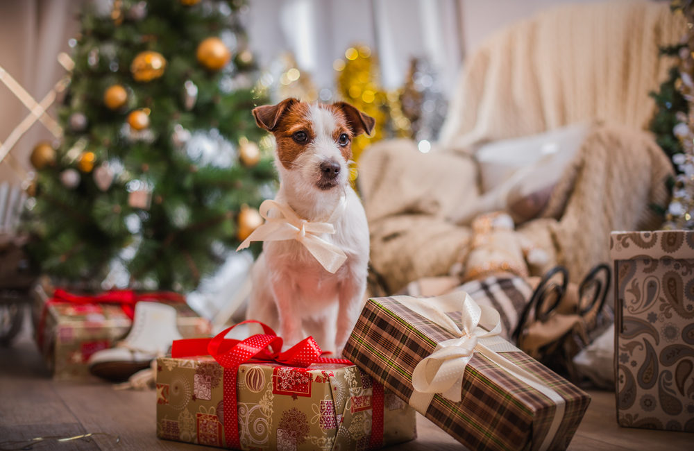 Dog with a white ribbon bow and Christmas presents and Christmas tree around it