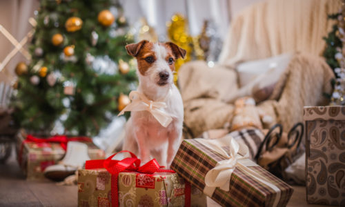 Dog with a white ribbon bow and Christmas presents and Christmas tree around it