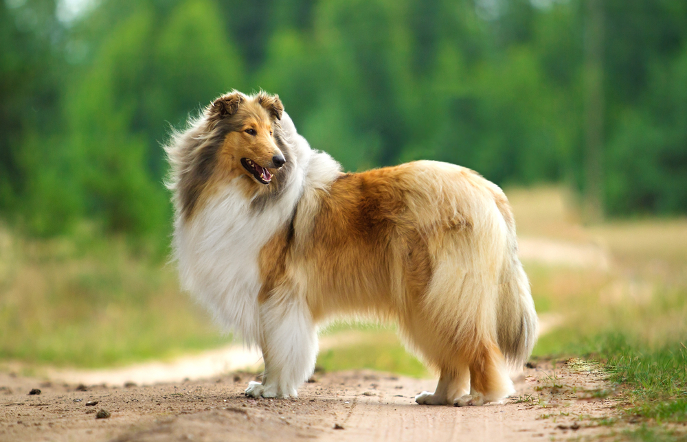 Collie dog outdoors