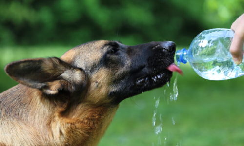 Dog drinking water from a water bottle outdoors