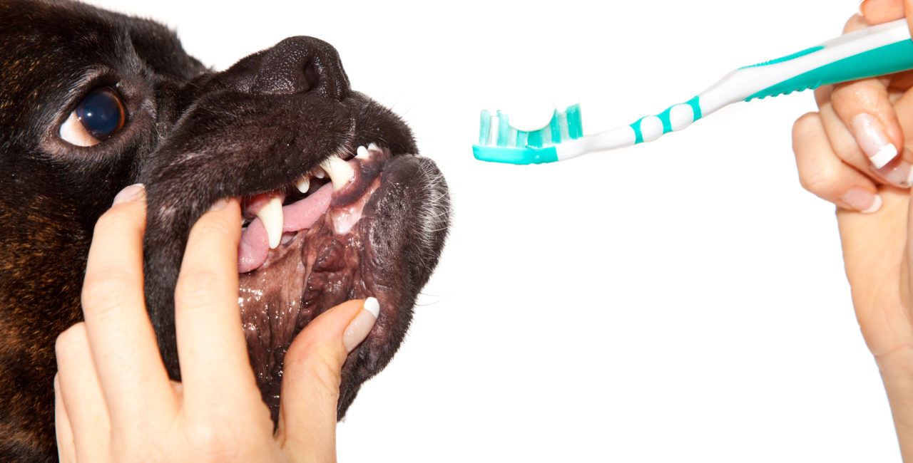 Dog with owner holding a toothbrush