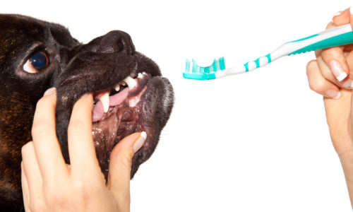 Dog with owner holding a toothbrush