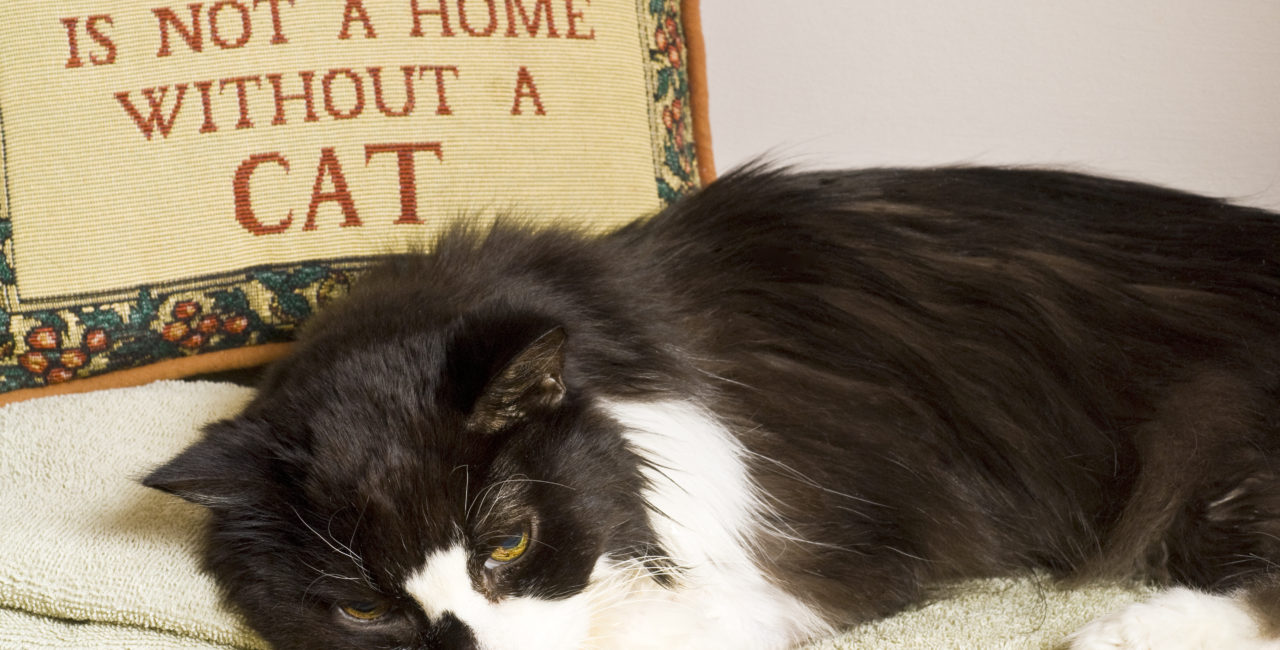 Cat lying down in front of a pillow with the words a Home is not a Home without a Cat