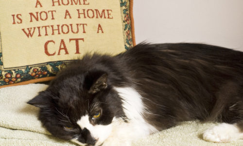 Cat lying down in front of a pillow with the words a Home is not a Home without a Cat