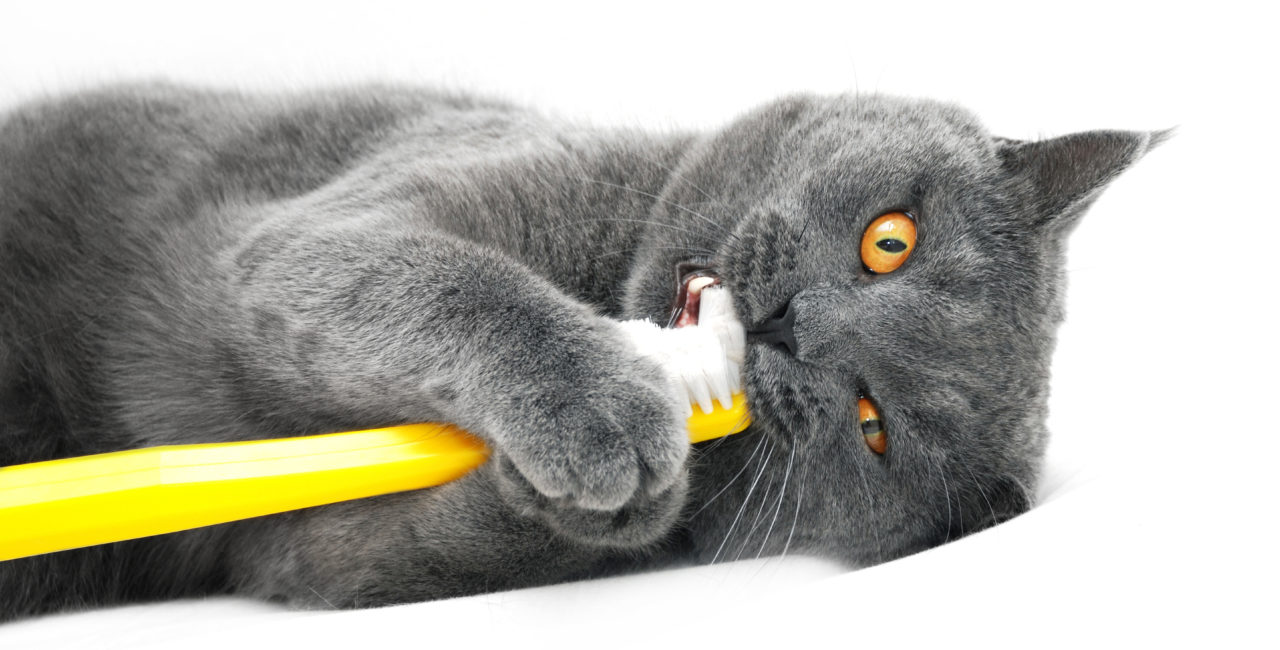 Cat with a toothbrush
