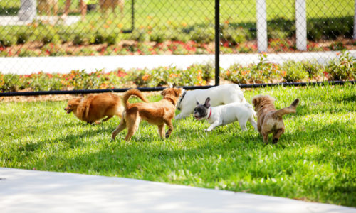 Five dogs playing outdoors