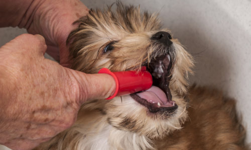 Puppy getting its teeth brushed with a finger toothbrush