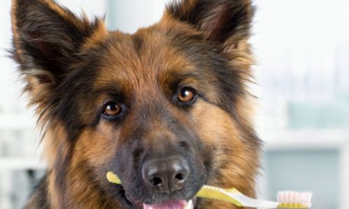 German Shepherd with a toothbrush in its mouth