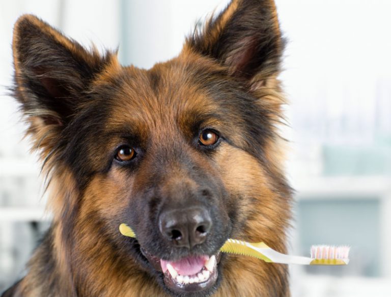 German Shepherd with a toothbrush in its mouth