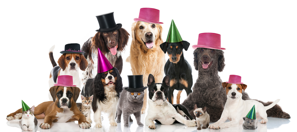 Dogs and cats with top hats and party hats