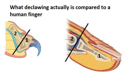 Cat and human finger comparison with the text What declawing actually is compared to a human finger