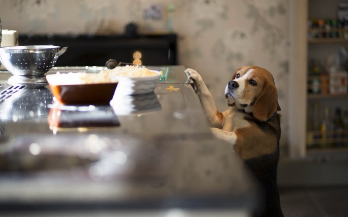 Dog reaching for food on the kitchen counter