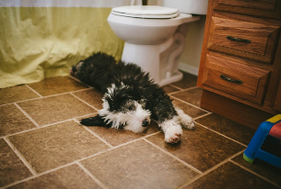 Dog lying on the bathroom floor