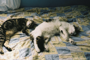 Two cats lying on a bed