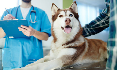 Dog with owner and Veterinarian at the Vet