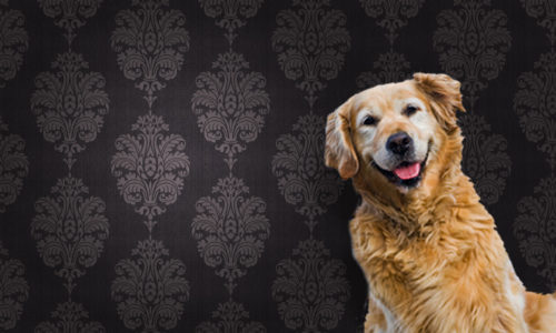 Dog with a brown pattern wallpaper background