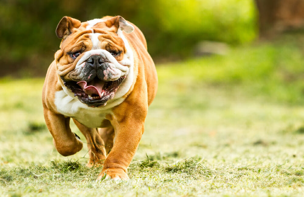 Bulldog running outdoors