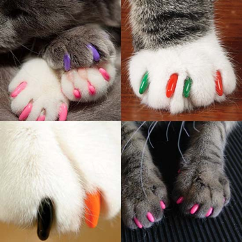 Cat paws with soft nail coverings