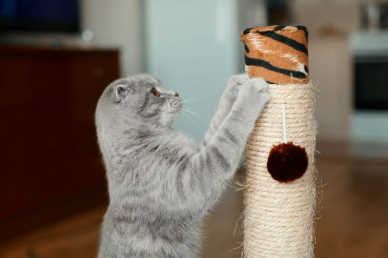 Cat using a scratching post at home