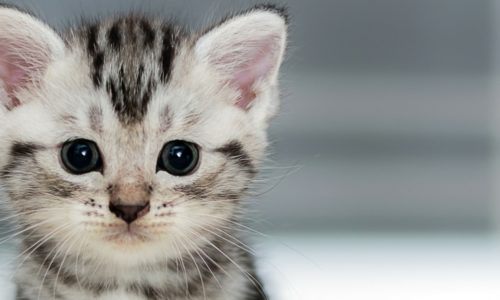 kitten-spay-neuter