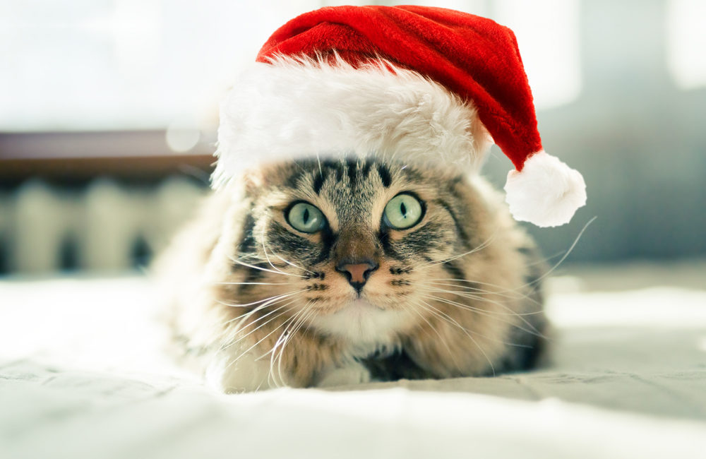 Cat with a Christmas hat