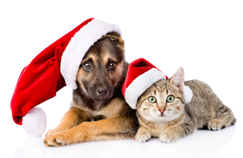 Dog and cat with Christmas hats