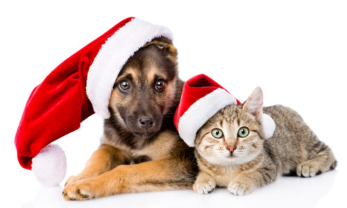 Dog and cat with Christmas hats