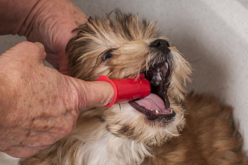 Dog teeth being brushed