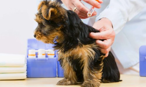 puppy-vaccination