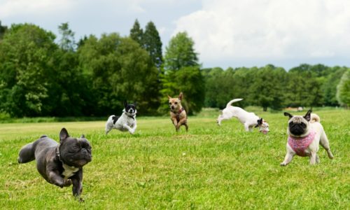 Top 5 Dog Parks in Toronto