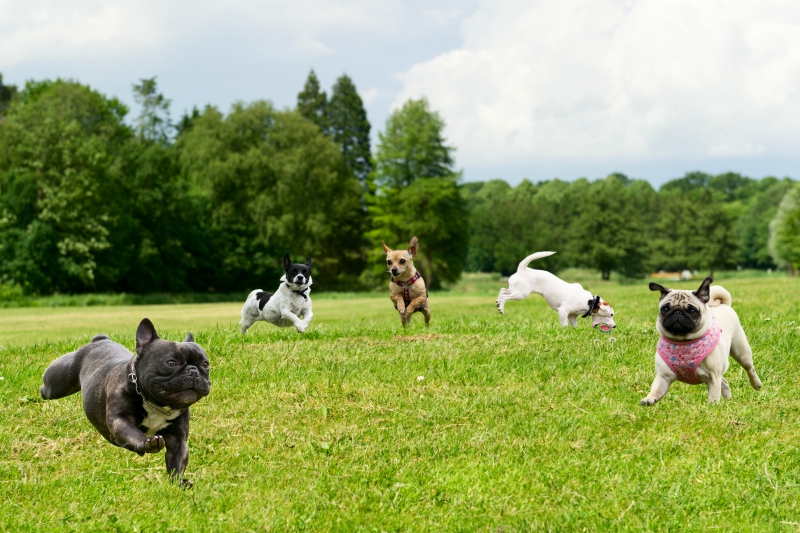Top 5 Dog Parks in Toronto