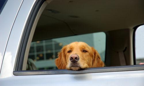 Dog sticking its head out of a car window