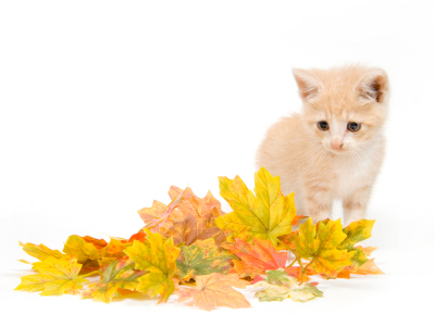 Kitten looking at fall leaves