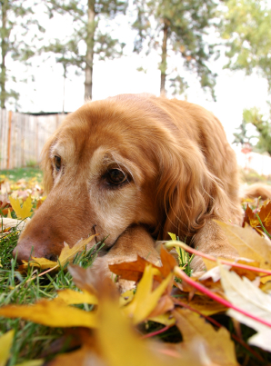 Dog lying on the grass with fall leaves