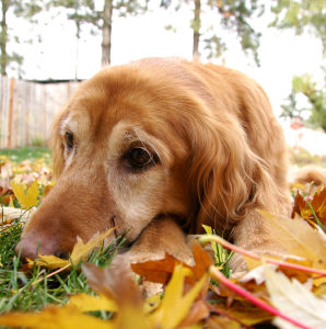 Dog lying on the grass with fall leaves