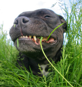 A dog eating grass