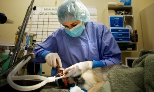 Veterinarian performing dental cleaning procedure on a dog
