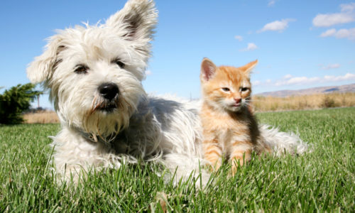 Dog and cat on the grass