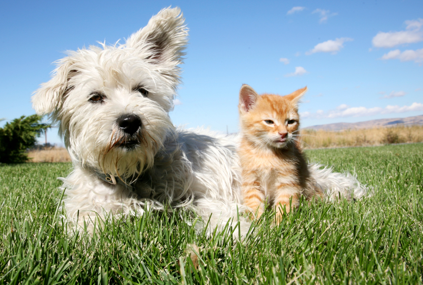 Dog and cat on the grass