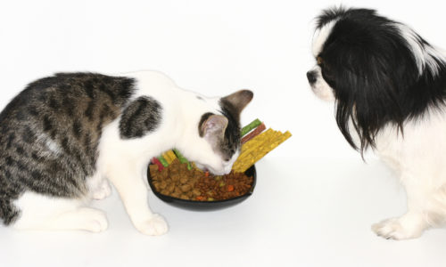 Dog watching a cat eat food from a bowl