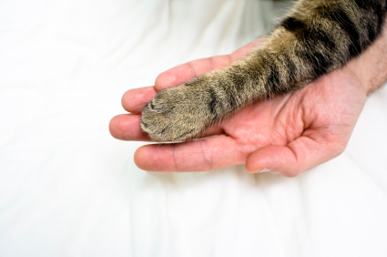 Cat paw resting on a human hand