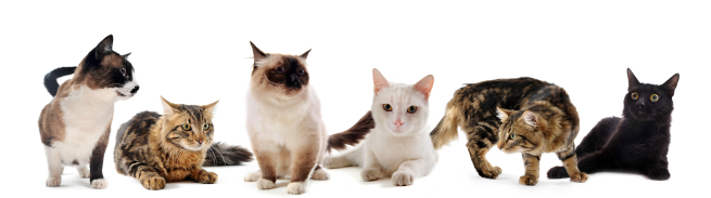 Six different cats on a white background