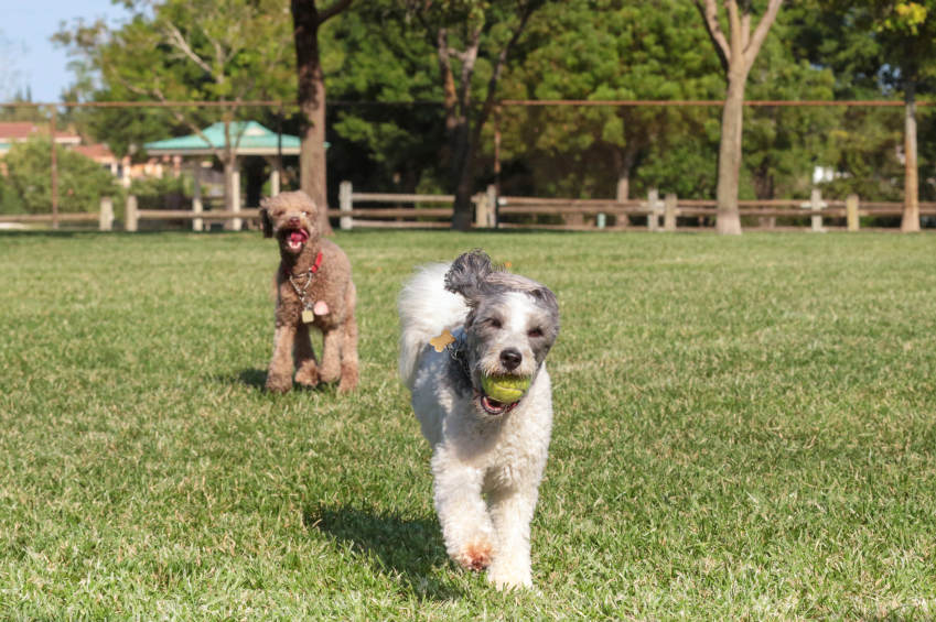 Dog running outdoors with a tennis ball in its mouth and another dog in the background