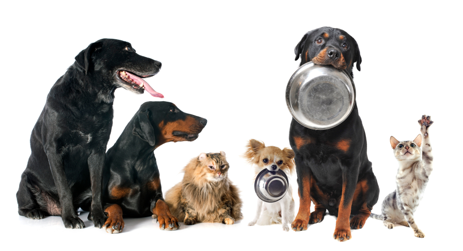 Cats and dogs with metal bowls