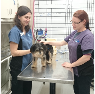 Jasper the dog with McLean Animal Hospital staff