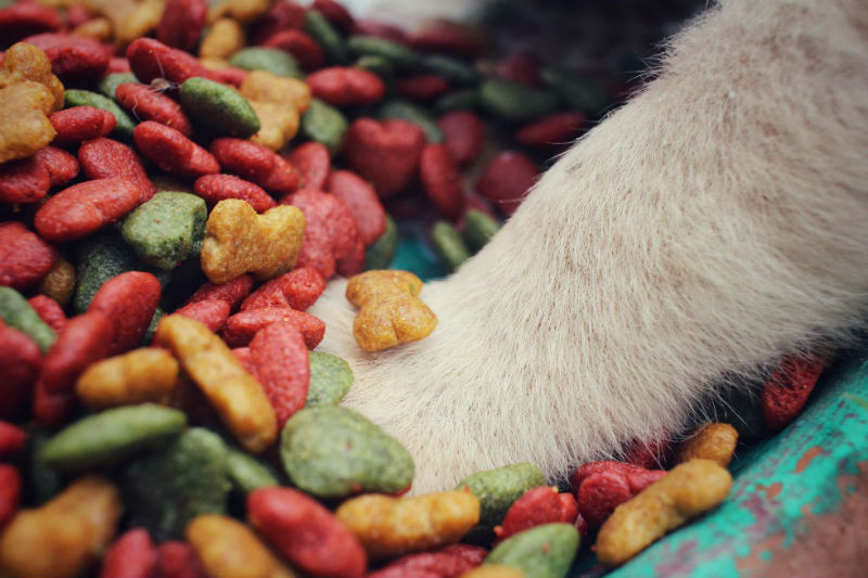 Understanding What Your Pet Is Eating