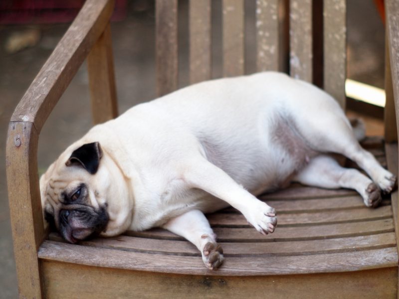 Overweight pug on the chair