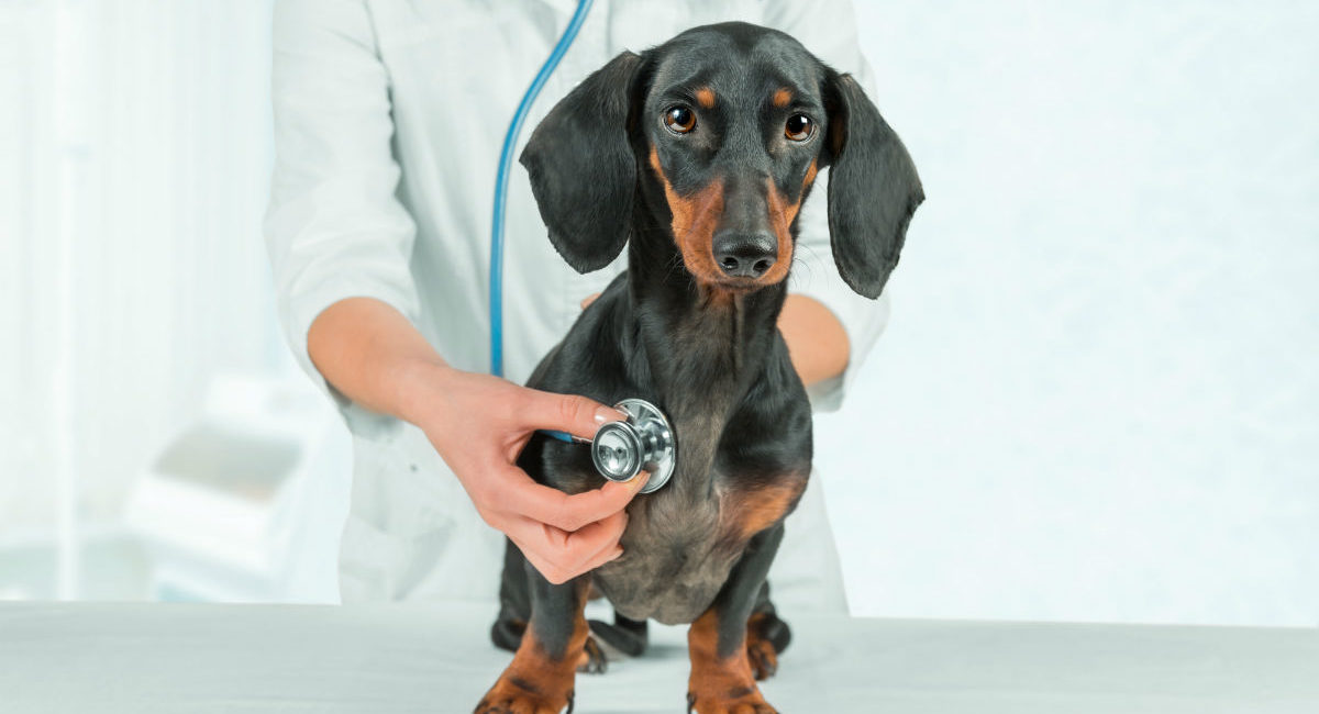 Dog with veterinarian