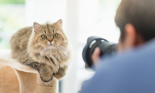 Cat sitting on a scratching post and owner taking a photo