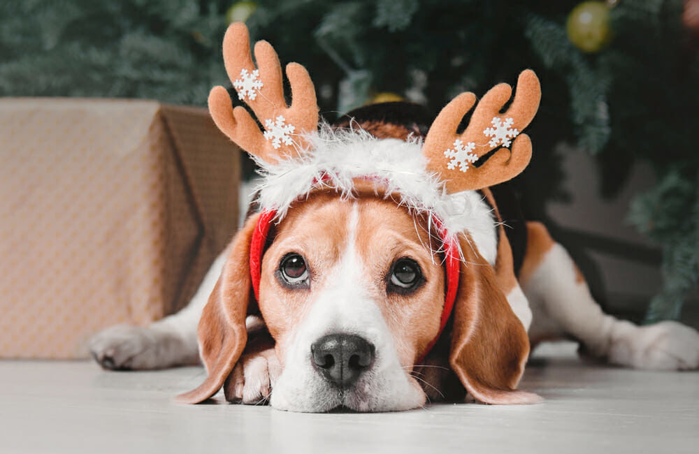 Dog lying on the floor with a reindeer headband
